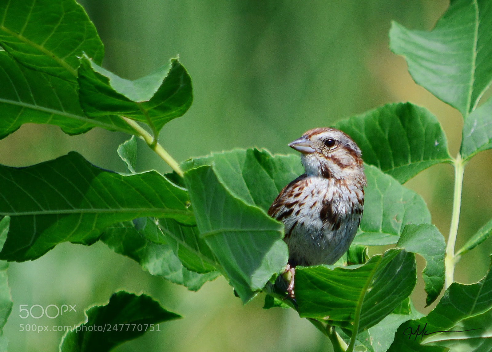 Nikon D5200 sample photo. Sparrow photography