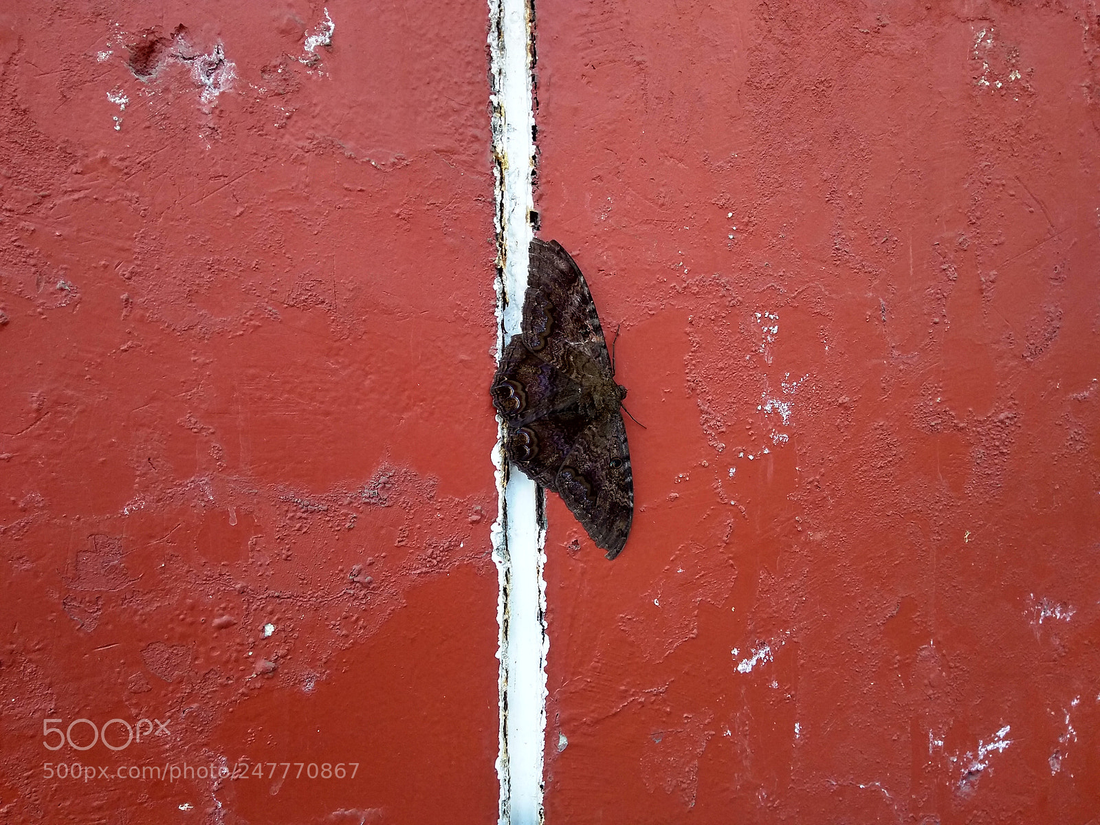 Motorola Moto G (5S) Plus sample photo. Polilla photography