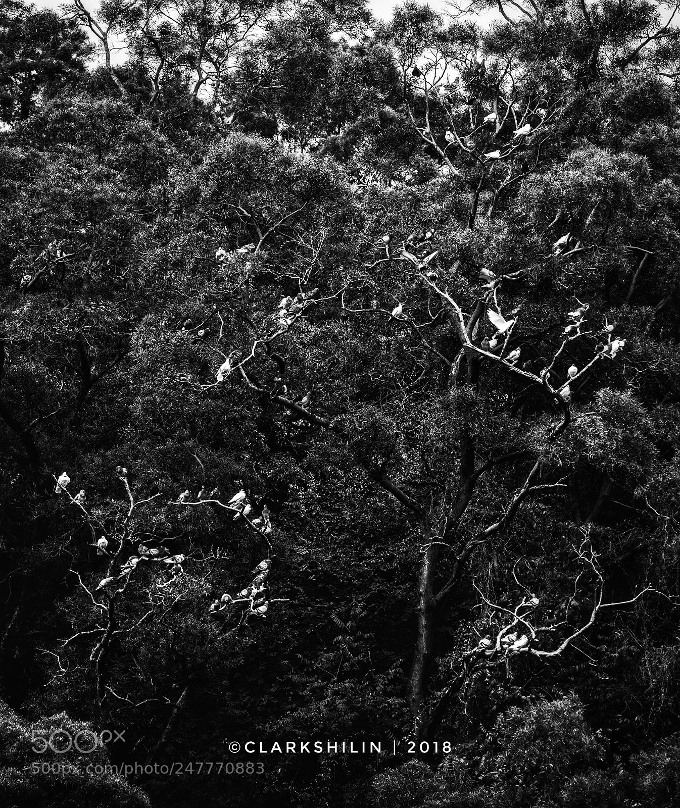 Canon EOS 5DS sample photo. Untitled photography