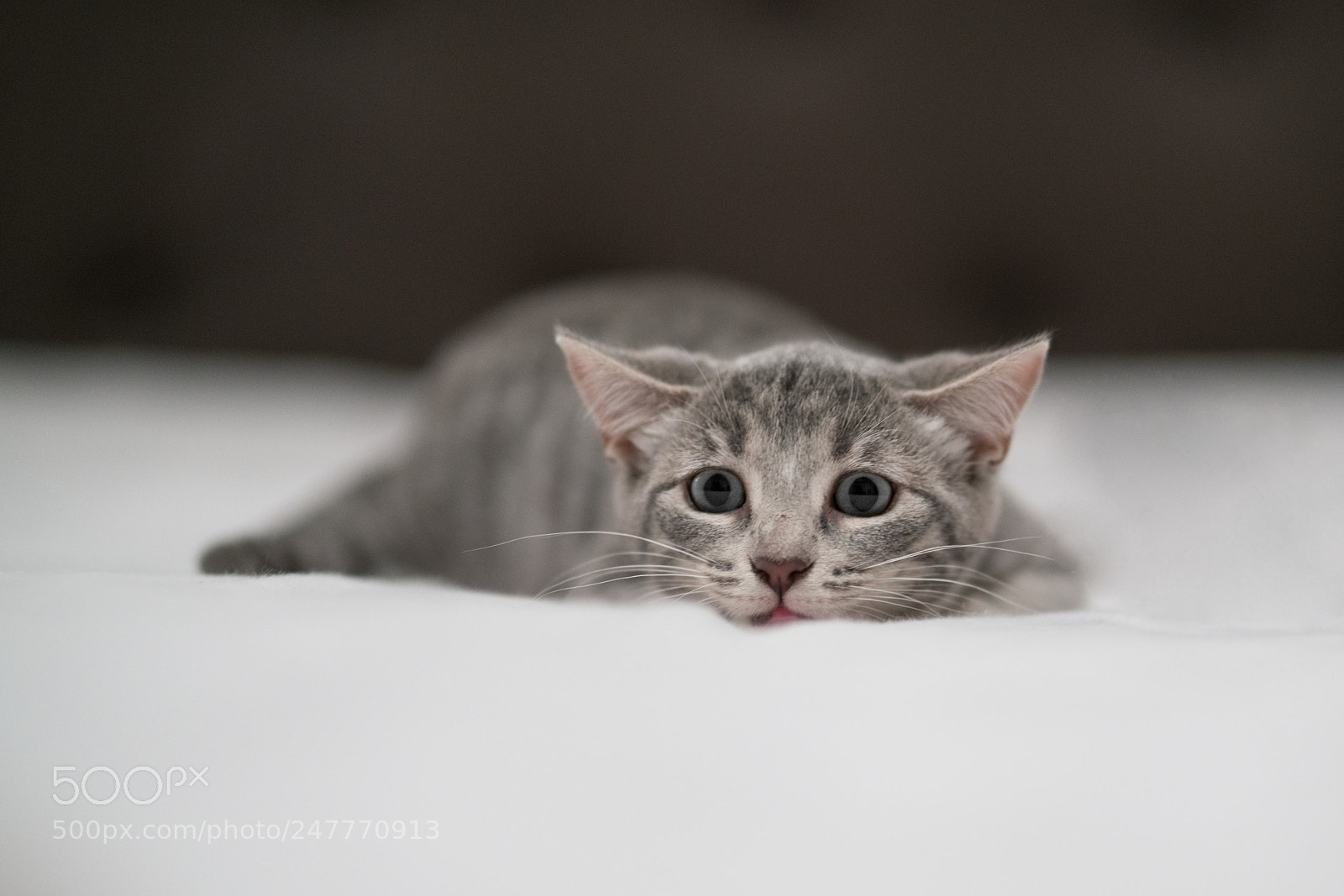 Sony a7R II sample photo. Bed cat photography