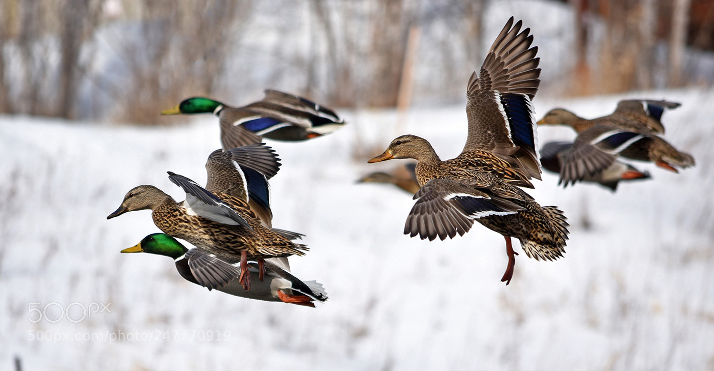 Nikon D3400 sample photo. Mallards \colvert photography