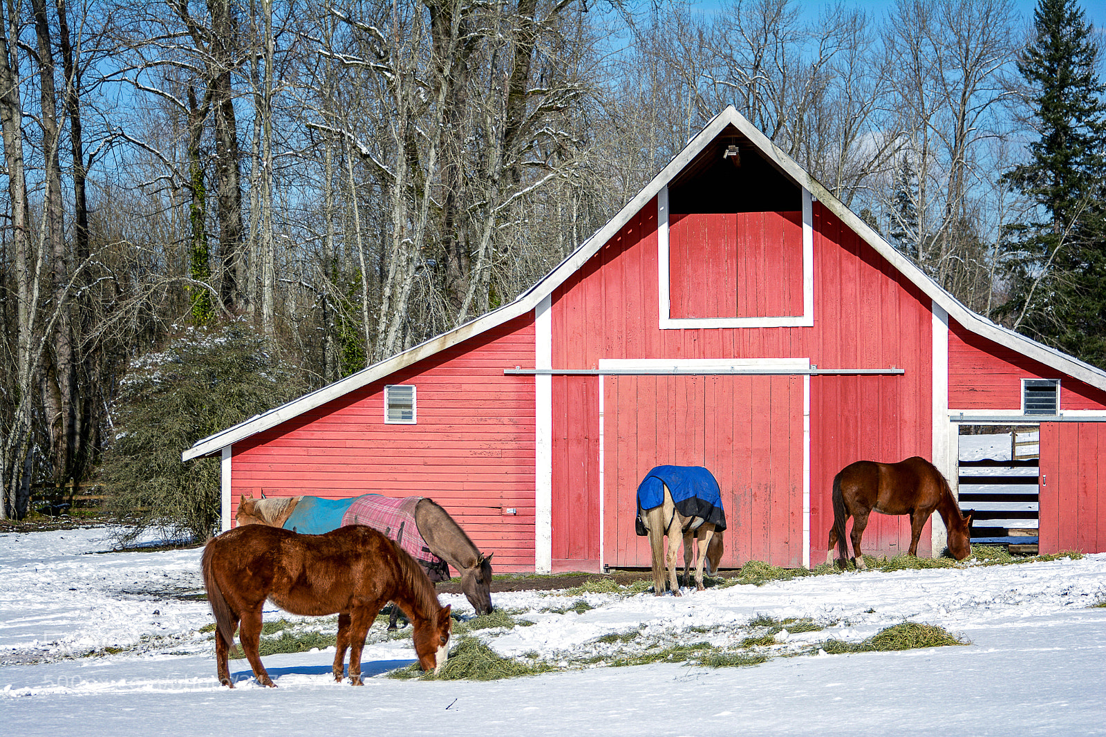 Nikon D7100 sample photo. Horse with no blanket photography