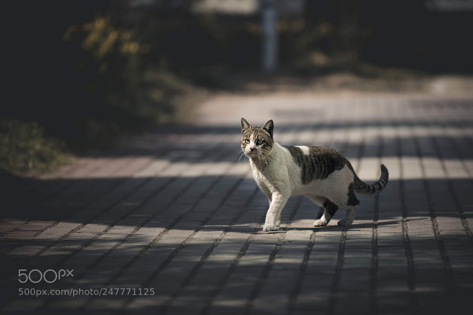 Canon EOS 5DS sample photo. Cat photography