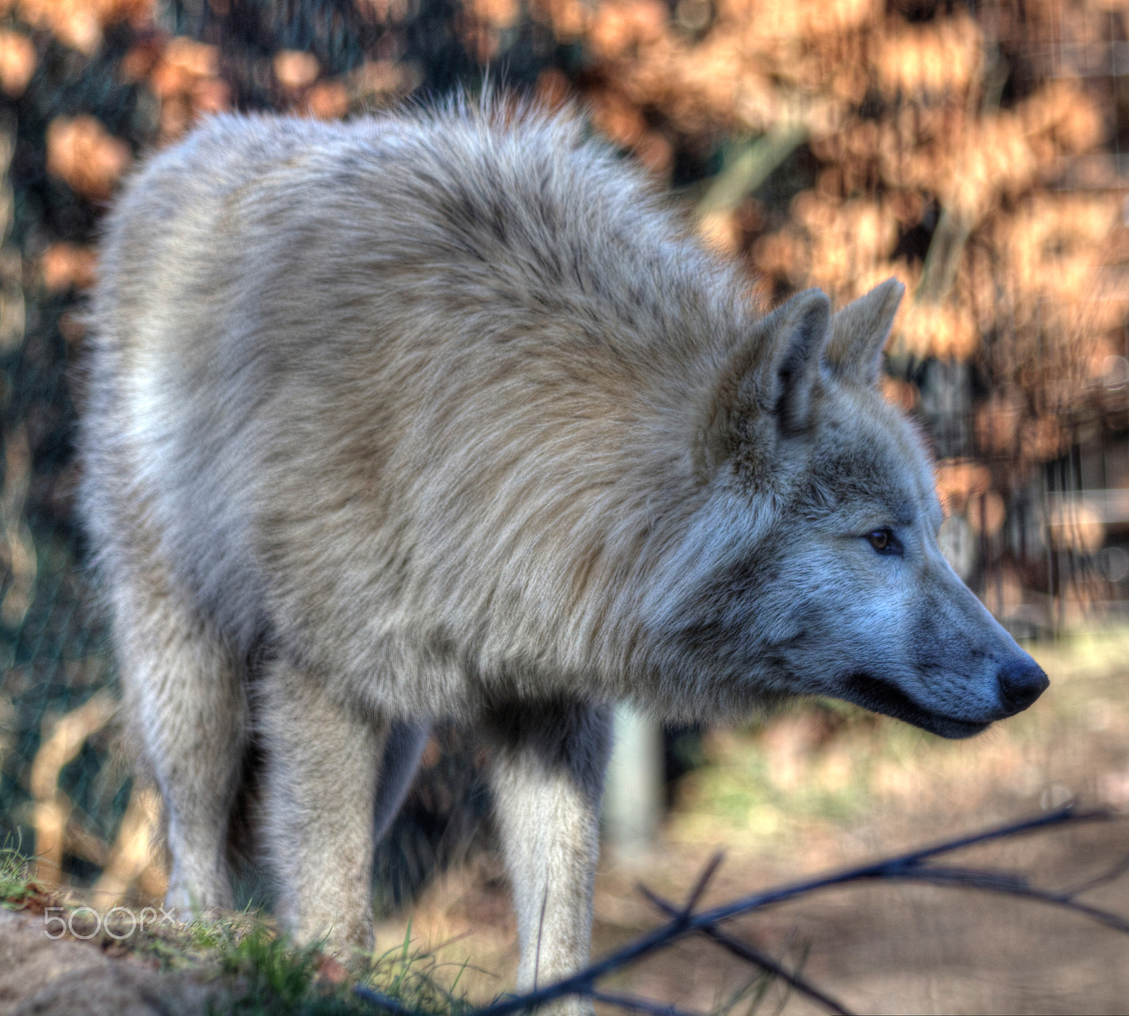 Canon EF 70-300mm F4-5.6 IS USM sample photo. Wolf photography