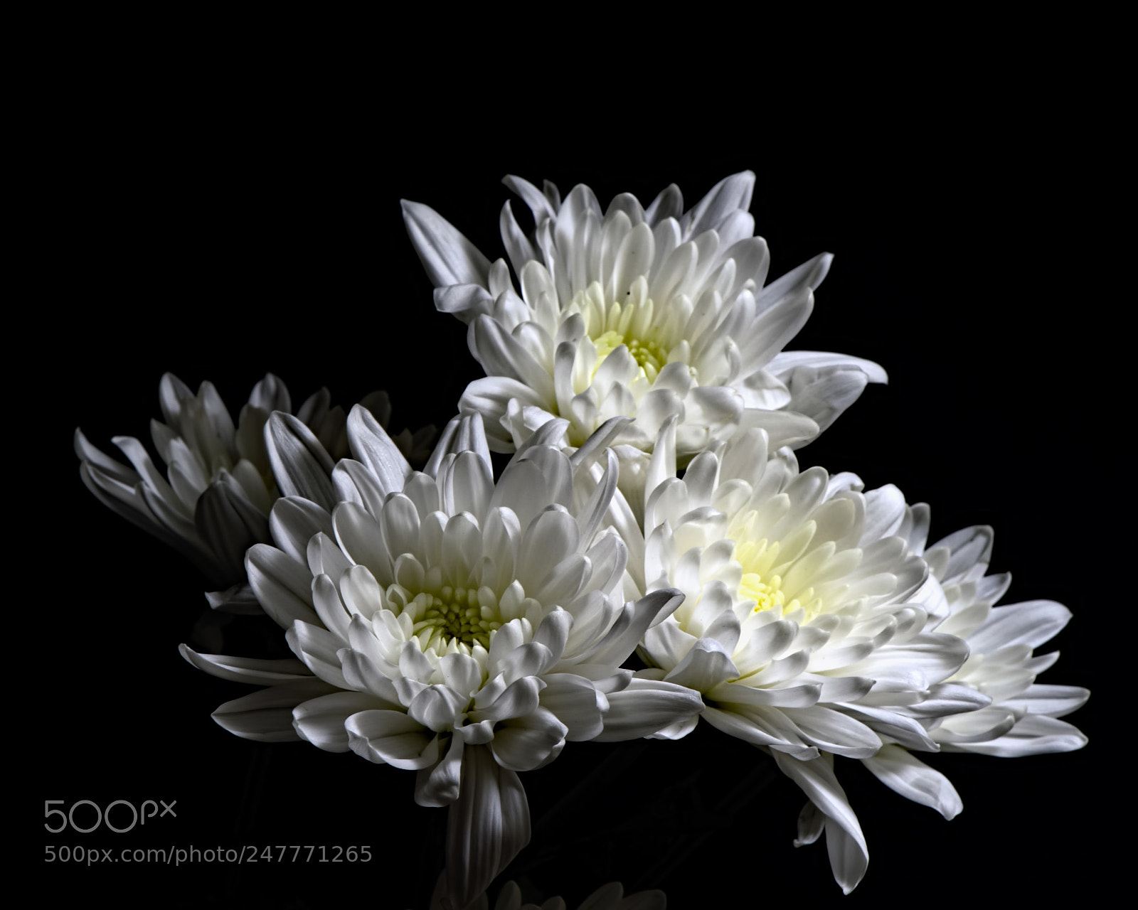 Nikon D810 sample photo. White mum gang 1211 photography