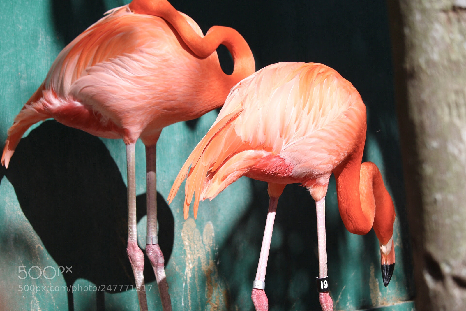 Canon EOS 750D (EOS Rebel T6i / EOS Kiss X8i) sample photo. Flamingos !! photography
