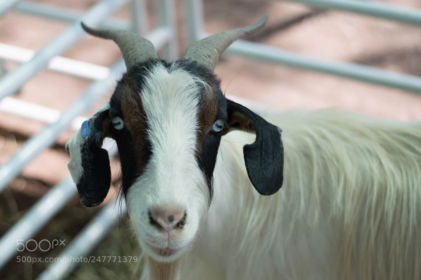 Nikon D3200 sample photo. Farm animals photography