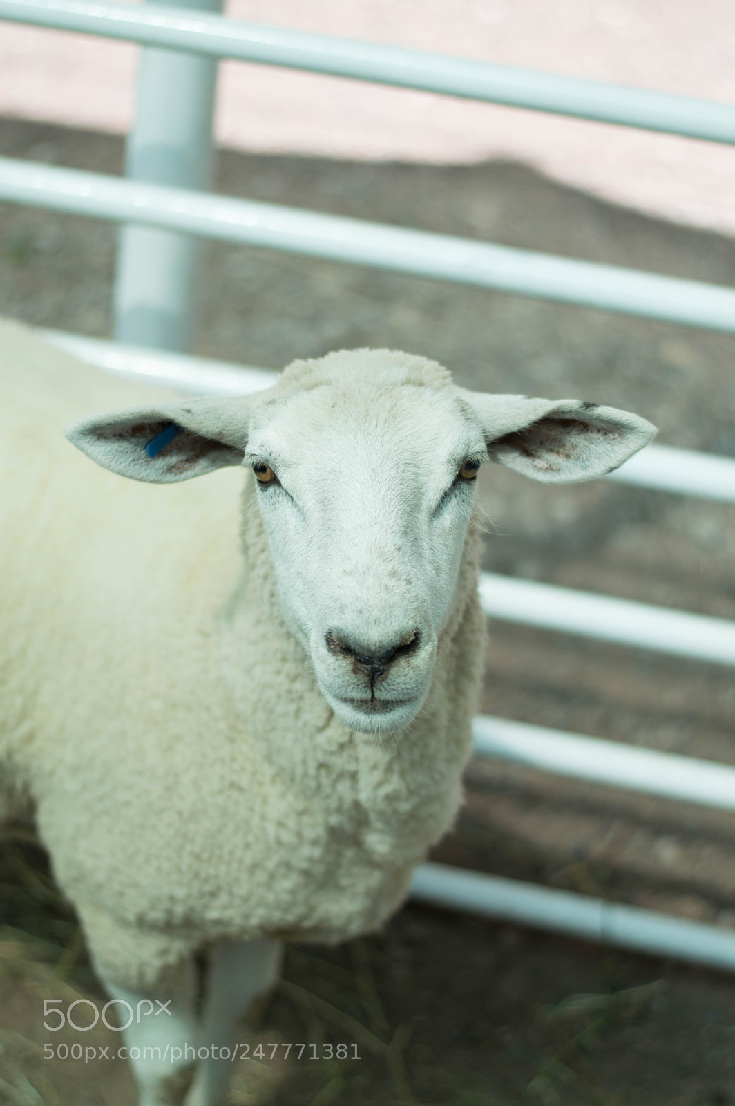 Nikon D3200 sample photo. Farm animals photography