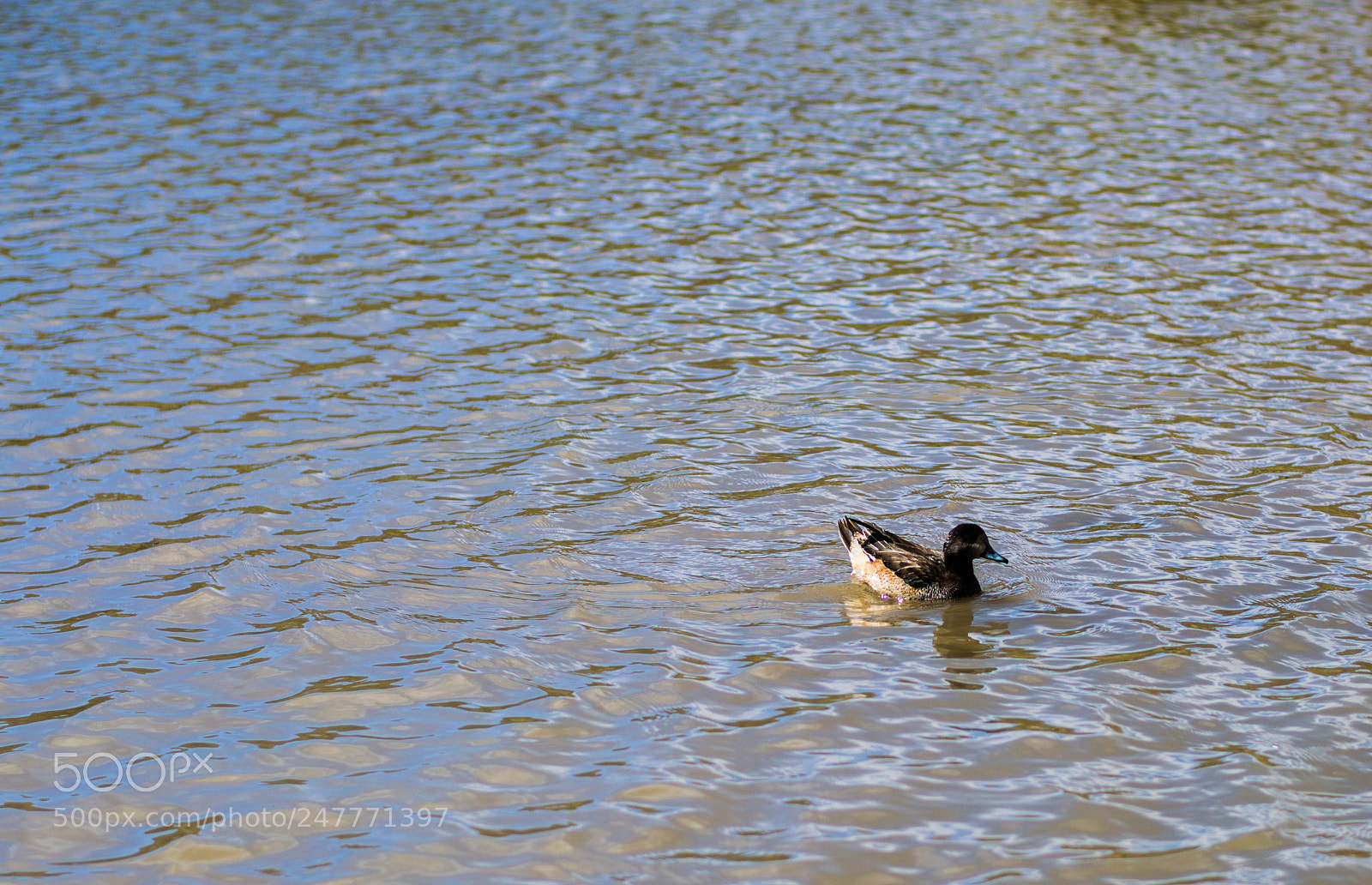Nikon D3200 sample photo. Farm animals photography