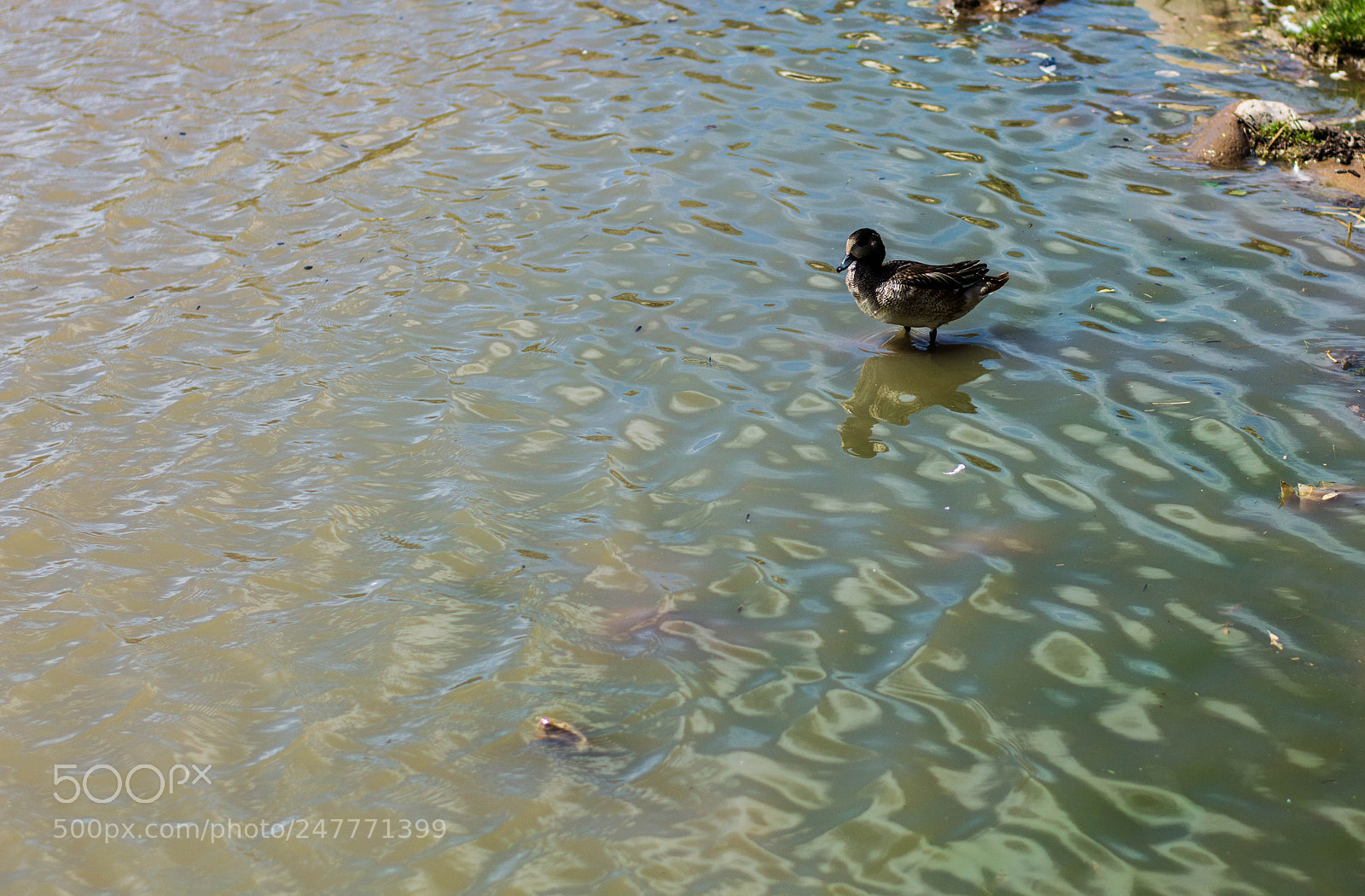 Nikon D3200 sample photo. Farm animals photography