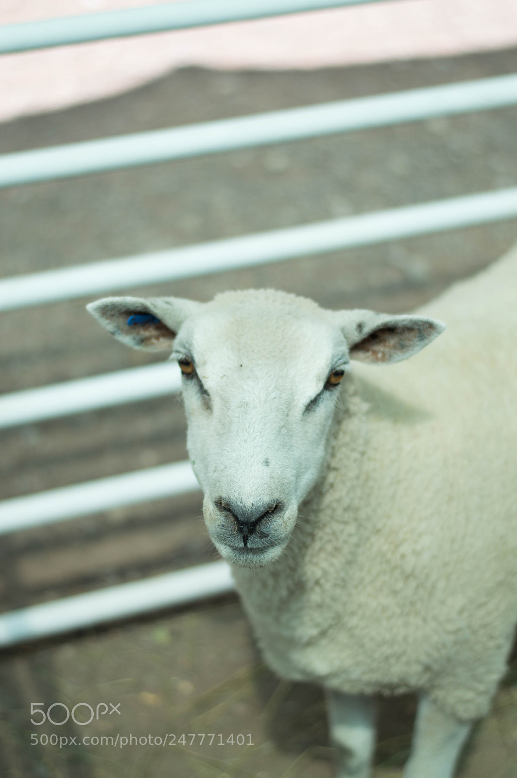 Nikon D3200 sample photo. Farm animals photography