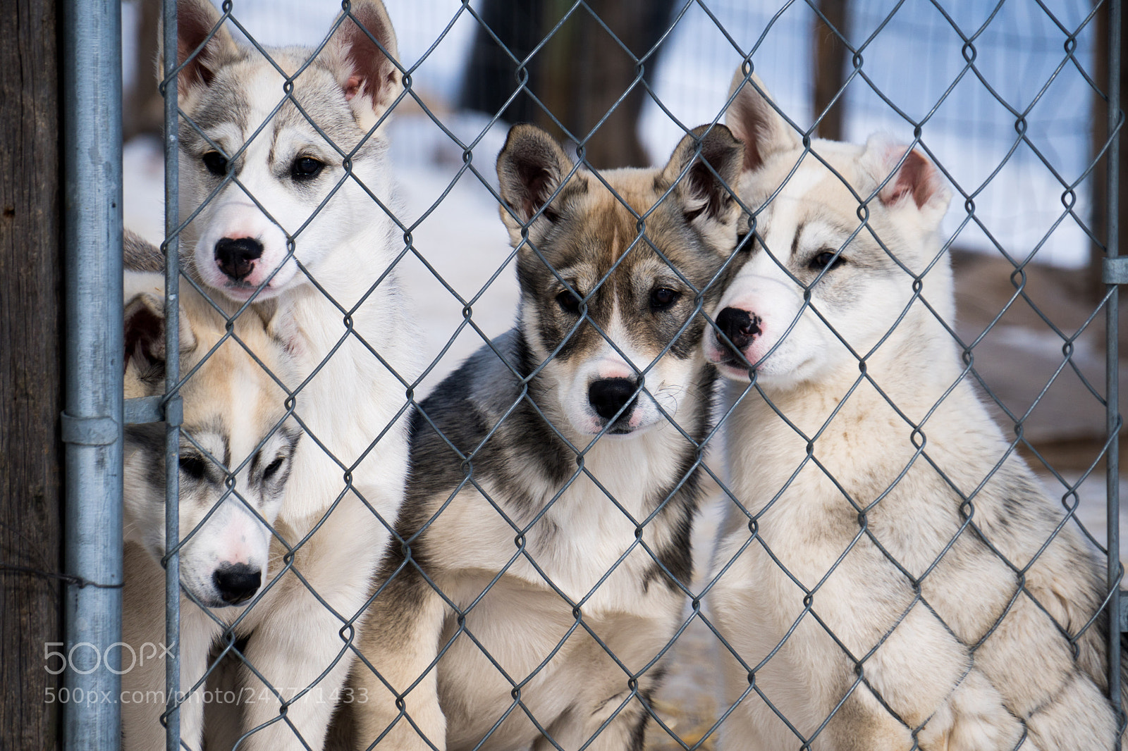 Sony a6300 sample photo. Puppy love photography