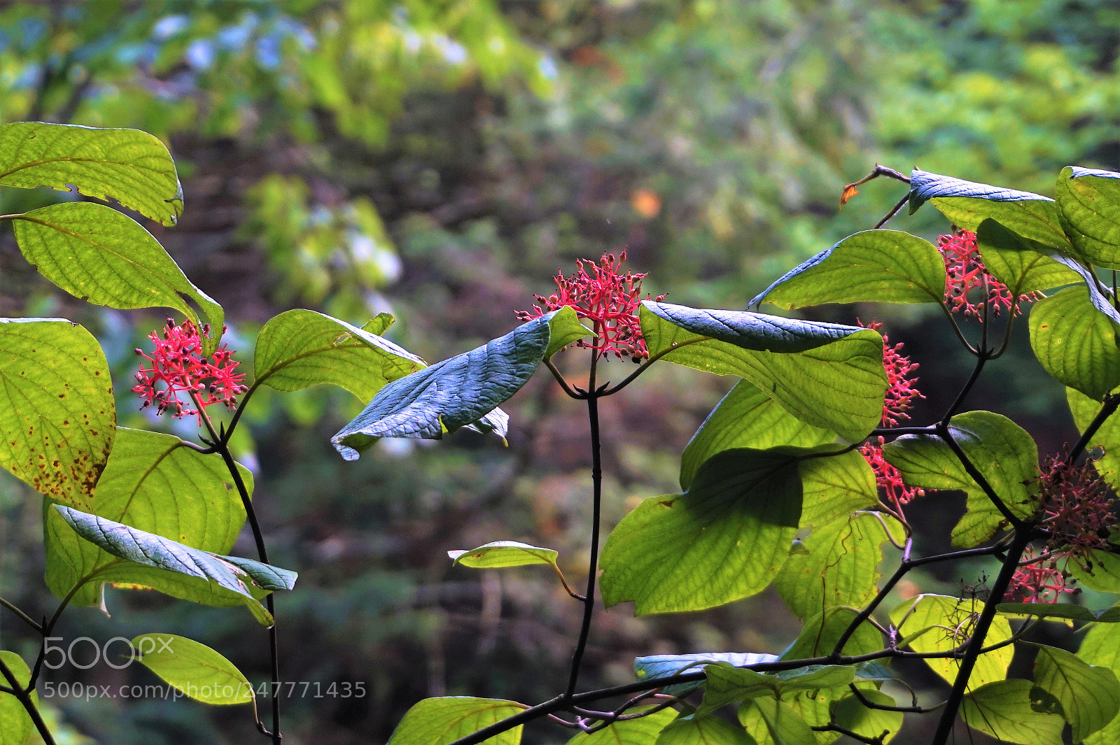 Sony Alpha a5000 (ILCE 5000) sample photo. Red and green photography
