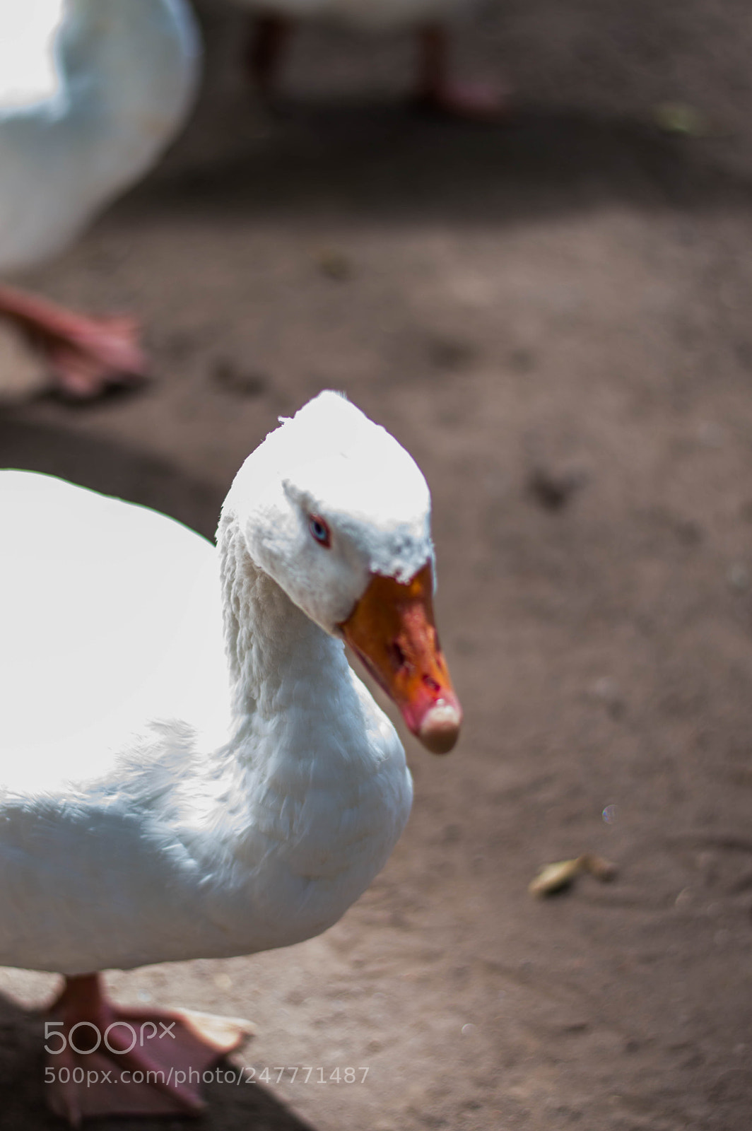 Nikon D3200 sample photo. Farm animals photography