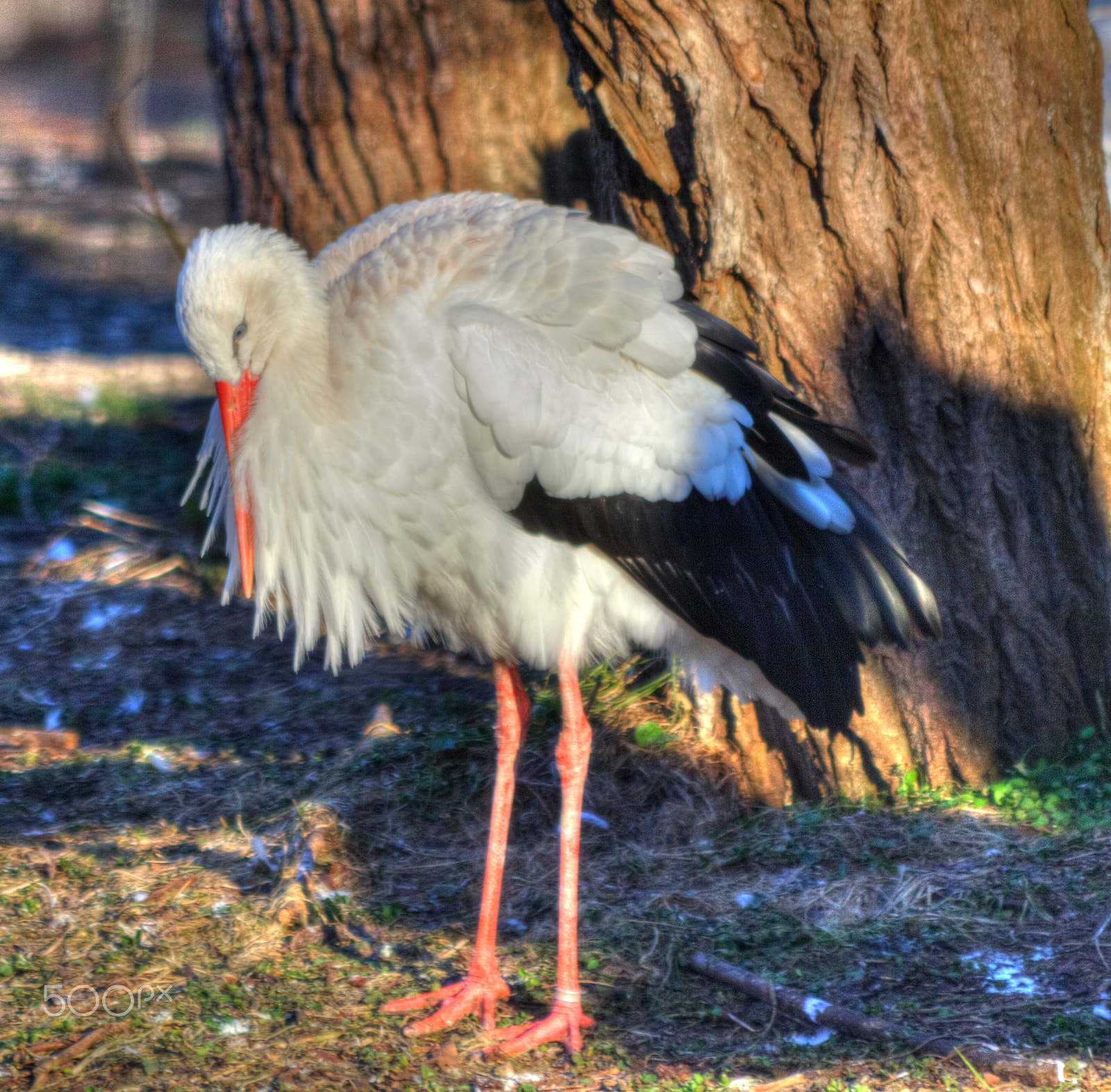 Canon EF 70-300mm F4-5.6 IS USM sample photo. Stork photography