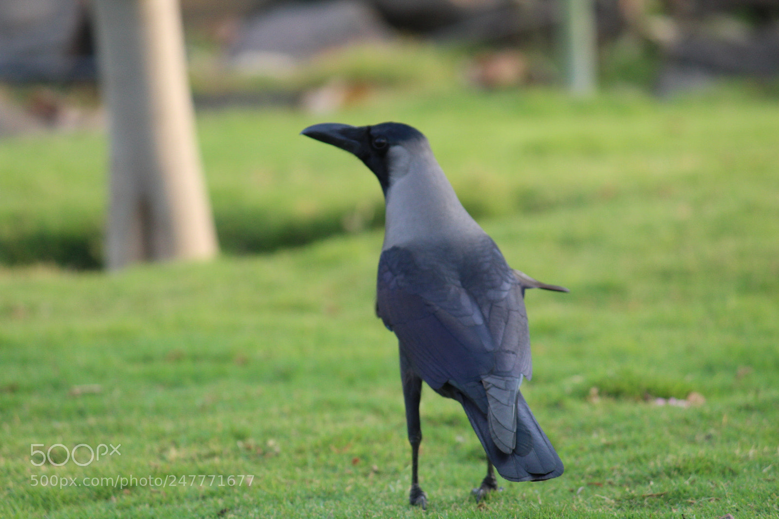 Canon EF-S 55-250mm F4-5.6 IS II sample photo. Crow photography
