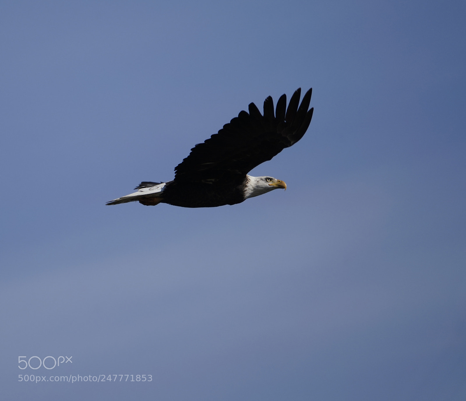 Sony a7R III sample photo. Bald eagle in flight photography