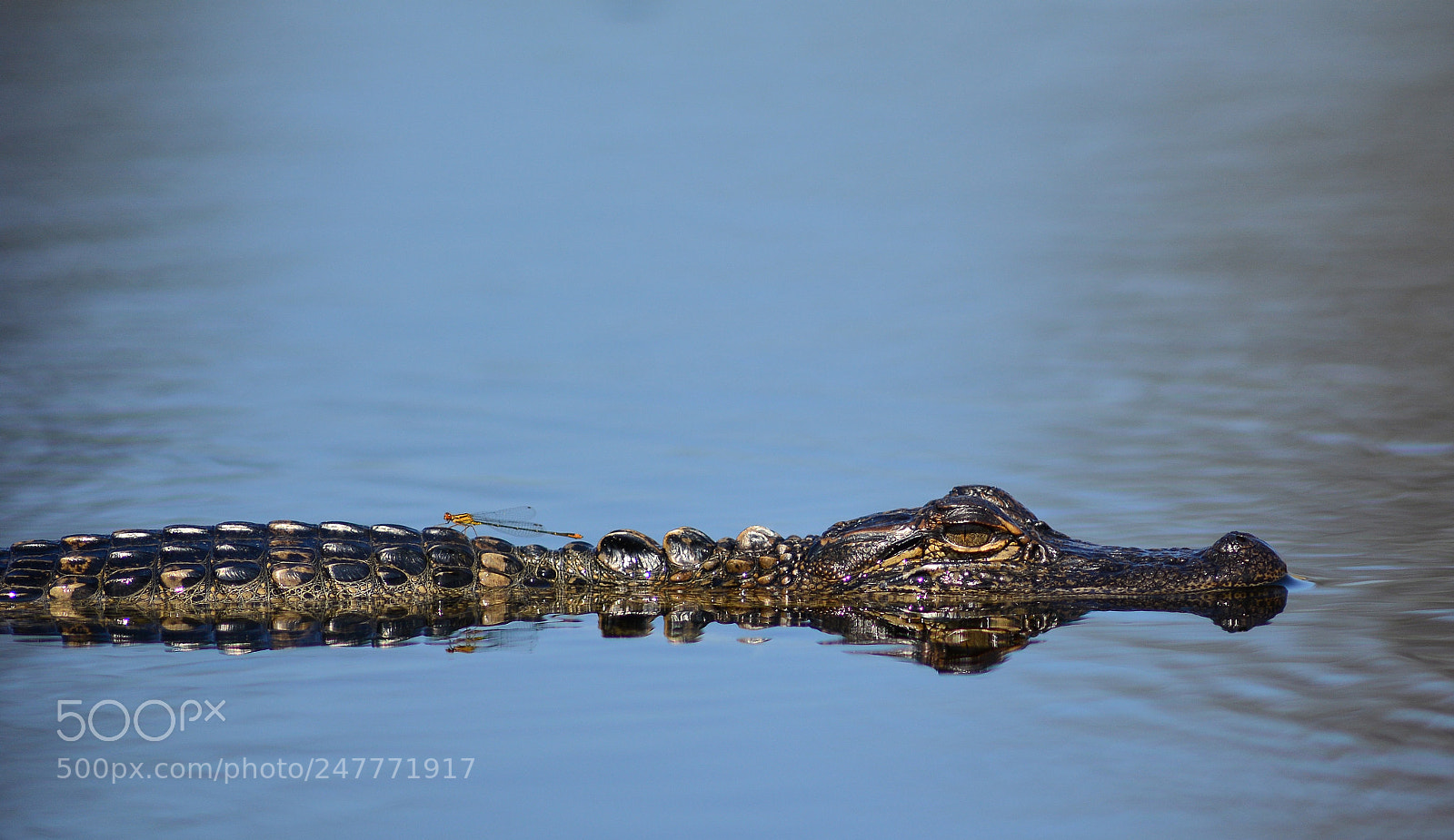 Nikon D7100 sample photo. Juvenile alligator and damselfly photography