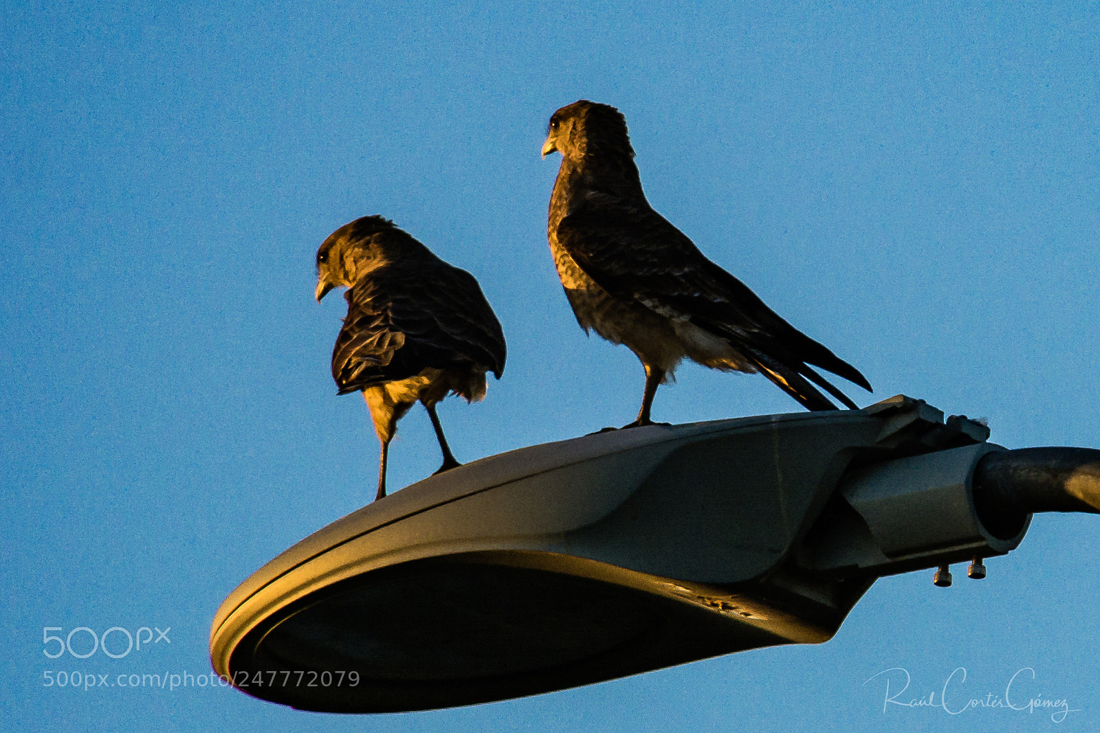 Nikon D7100 sample photo. Tiuques photography