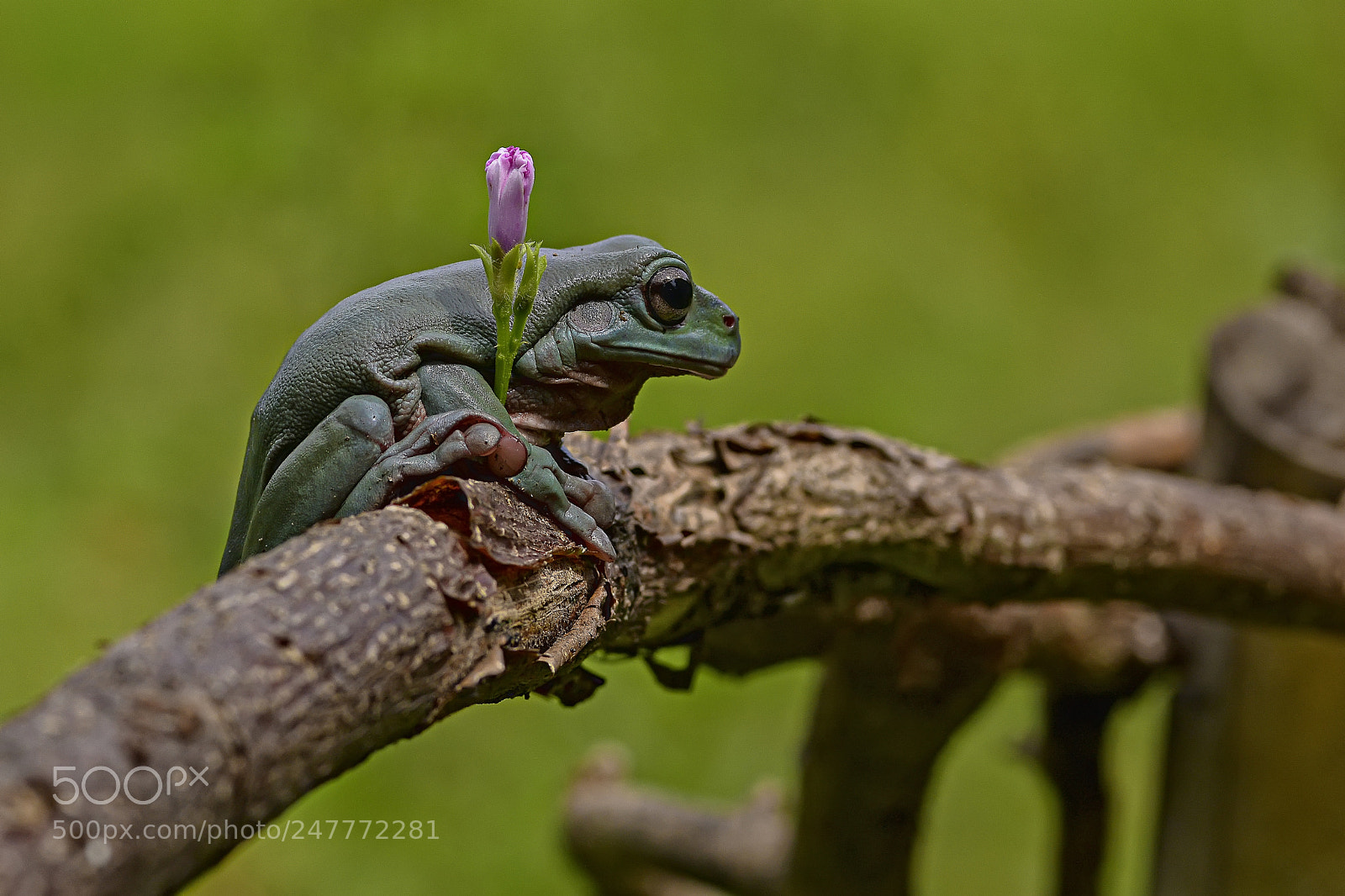 Nikon D7100 sample photo. Dumpy tree frog with photography
