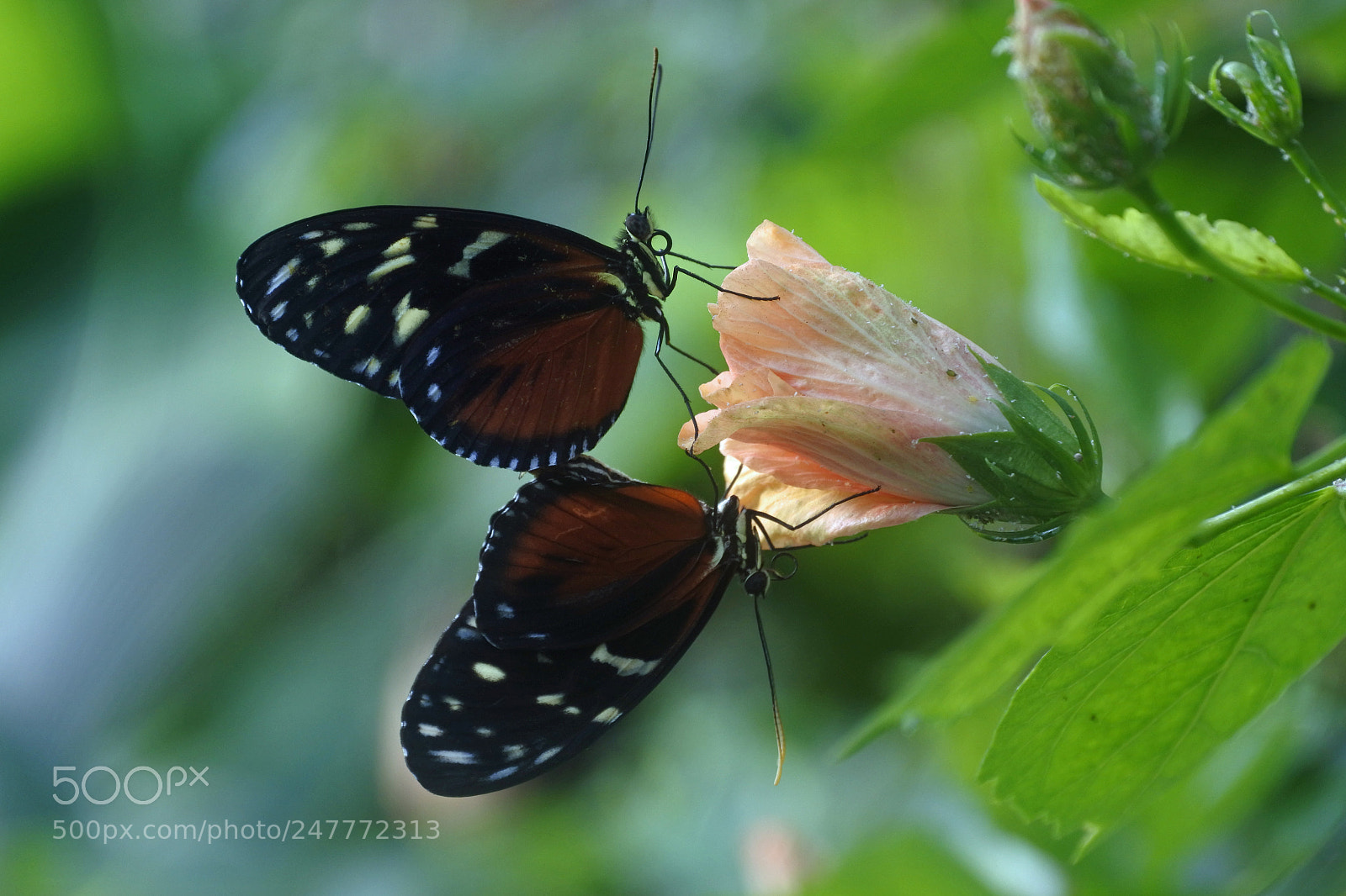 Nikon 1 J5 sample photo. Pairing butterfly photography