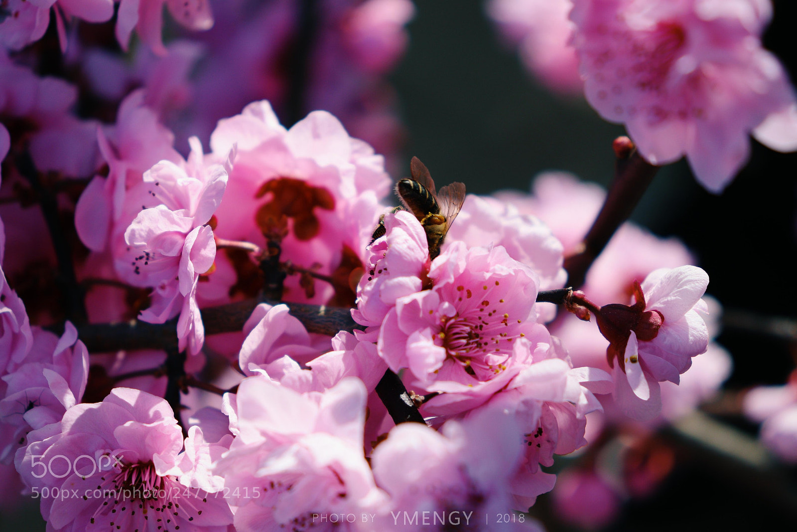 Canon EOS 800D (EOS Rebel T7i / EOS Kiss X9i) sample photo. Plum blossom photography
