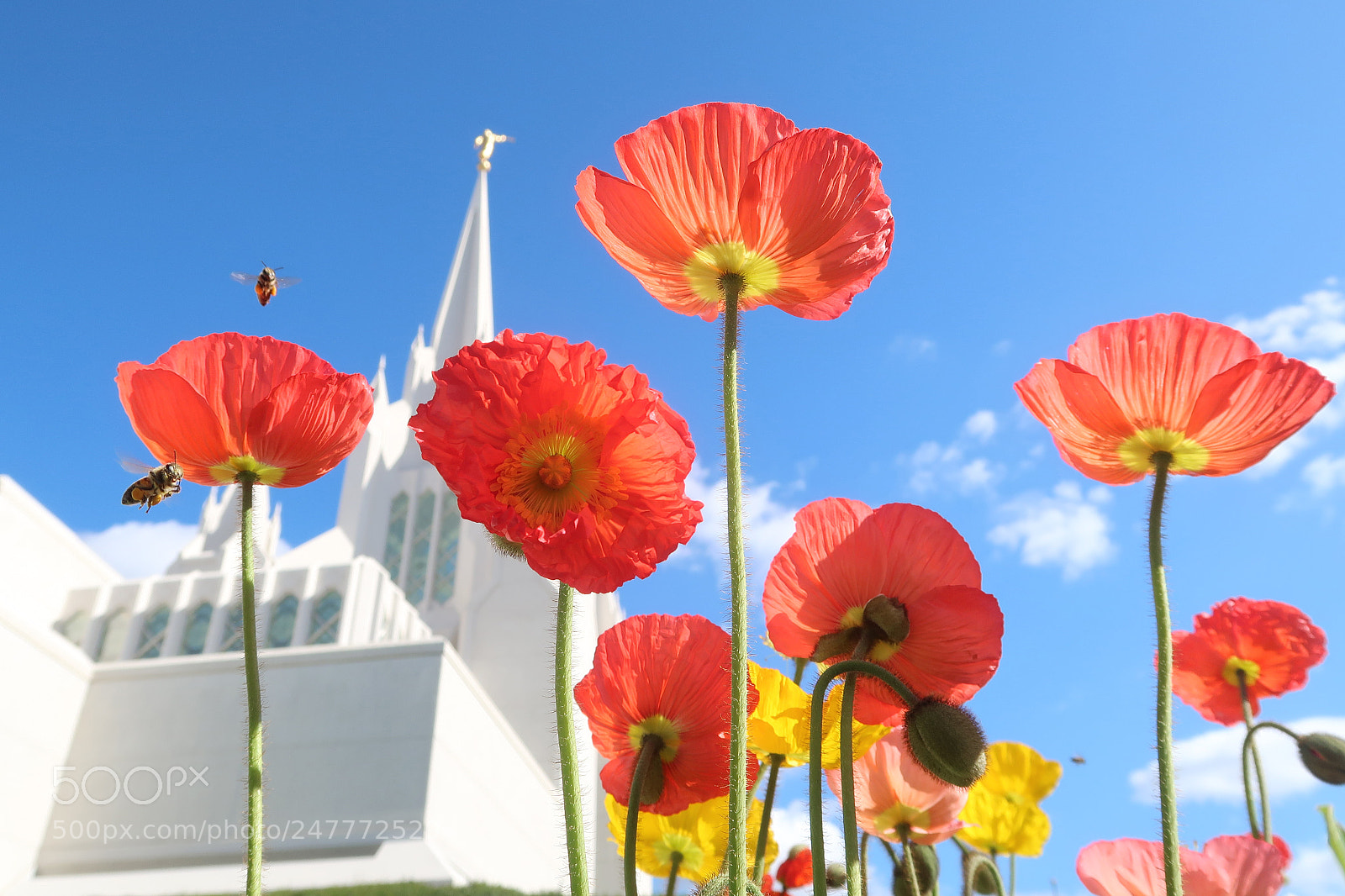 Canon PowerShot G7 X Mark II sample photo. Corn poppy photography