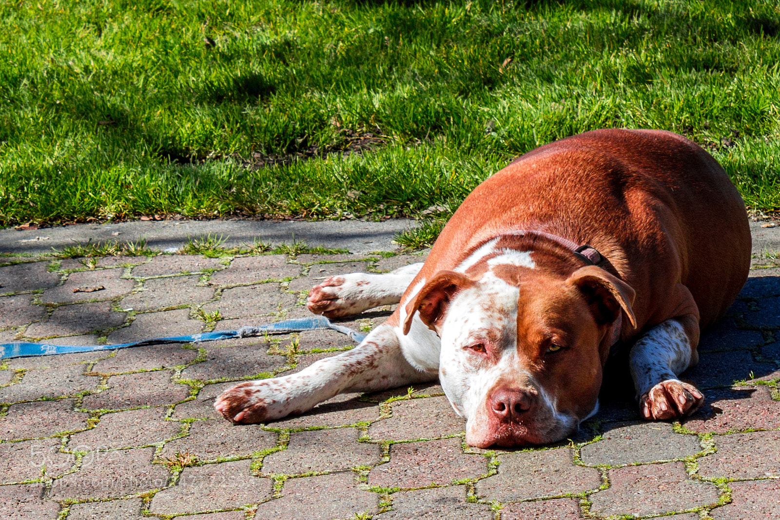 Canon EOS 1200D (EOS Rebel T5 / EOS Kiss X70 / EOS Hi) sample photo. A good looking pit photography