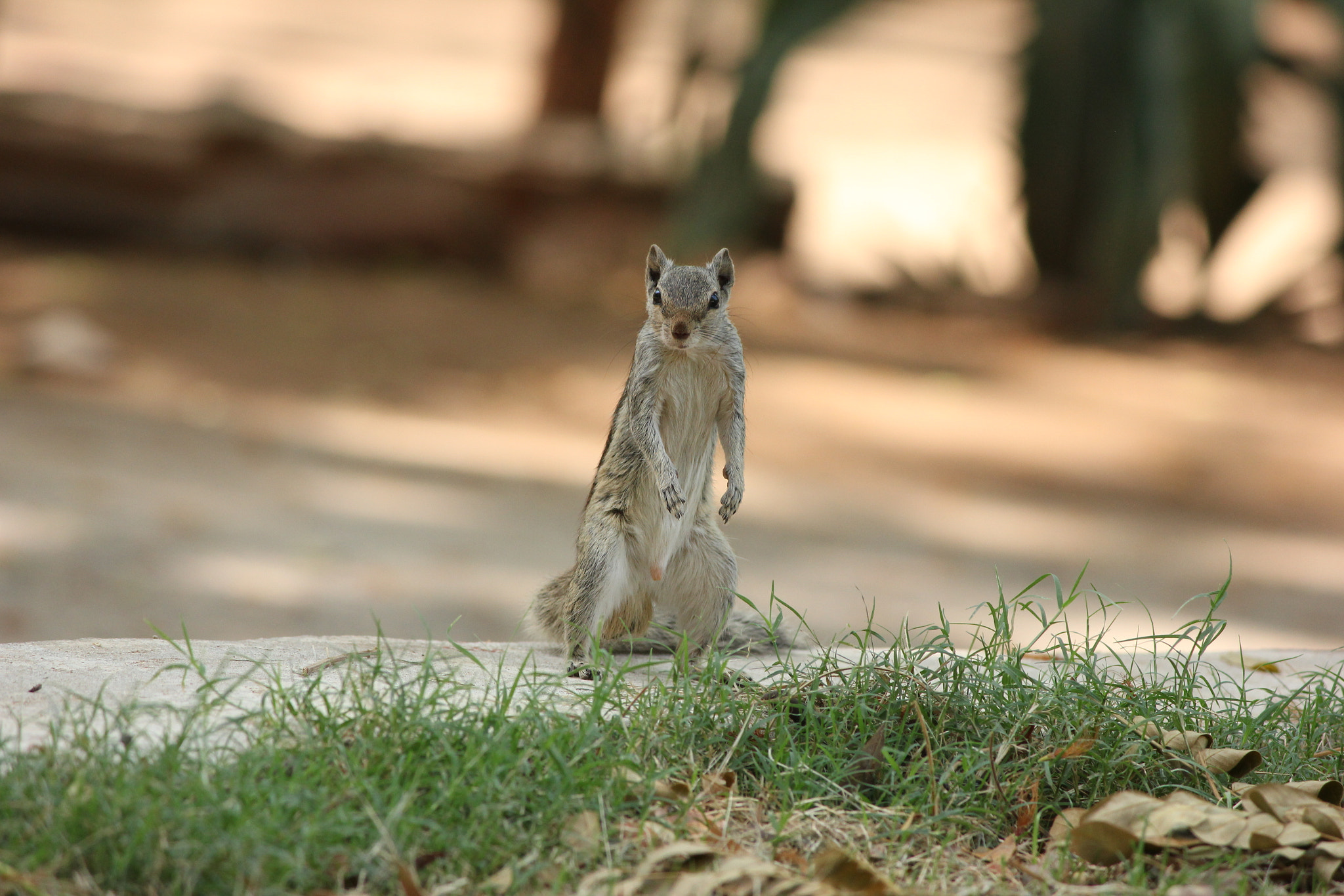 Canon EF-S 55-250mm F4-5.6 IS II sample photo. Hey dude.. photography