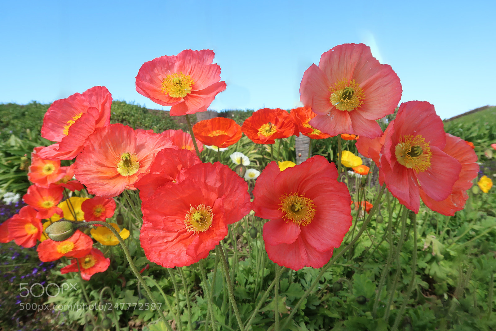 Canon PowerShot G7 X Mark II sample photo. Corn poppy photography