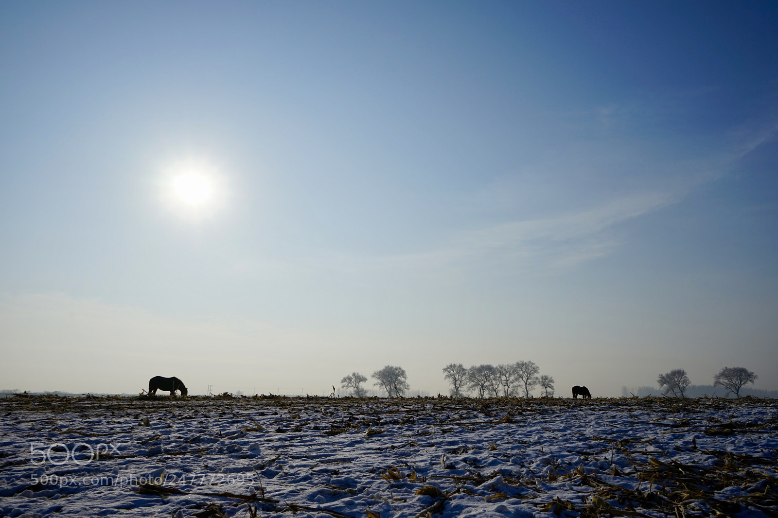 Sony a7 sample photo. 雾凇岛 photography