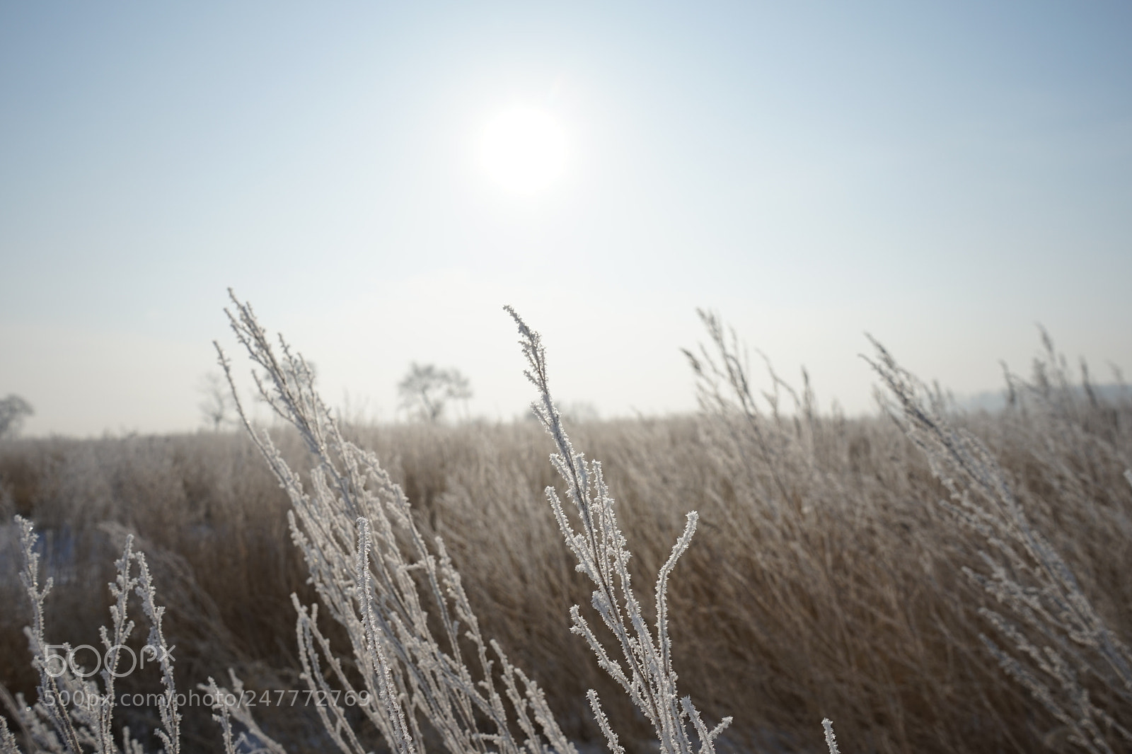 Sony a7 sample photo. Rime photography