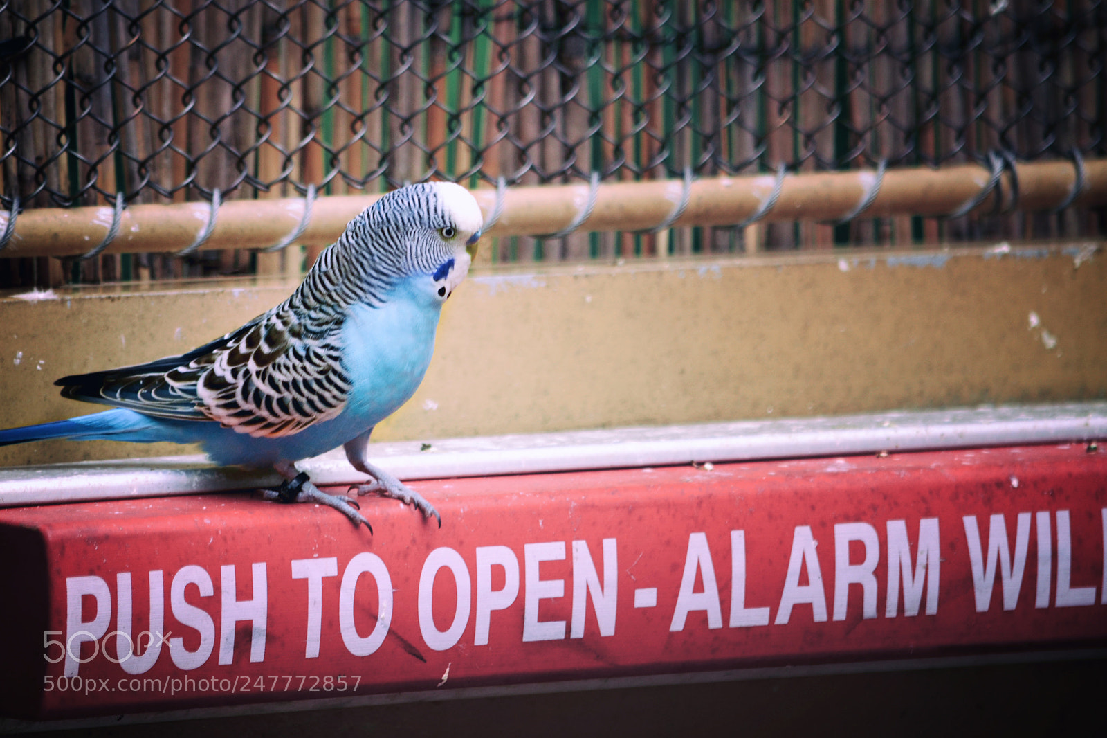 Nikon D5100 sample photo. Escape attempt photography