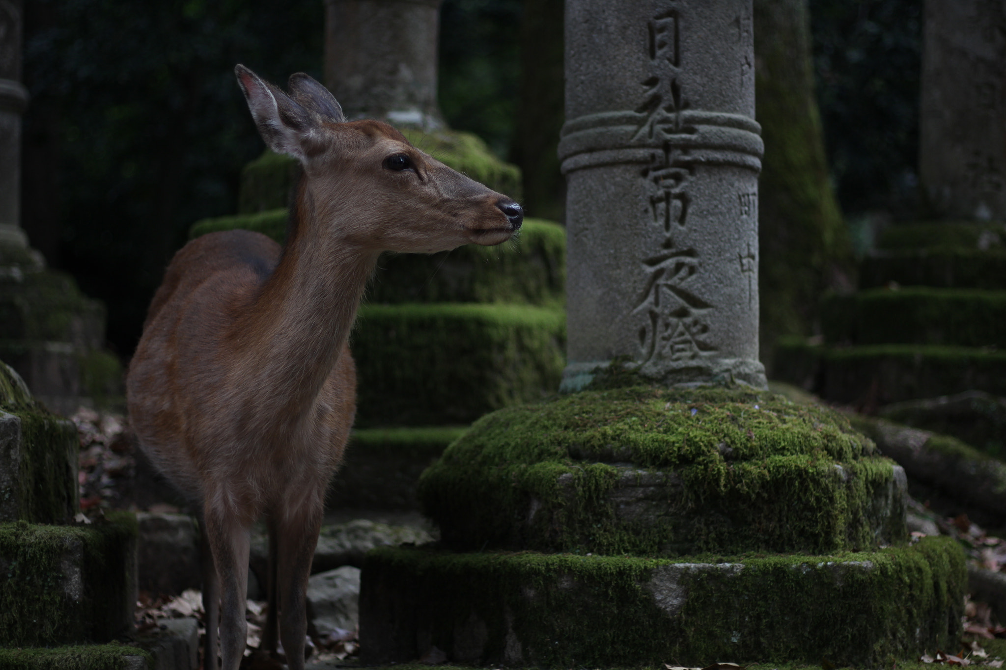 Canon EOS 650D (EOS Rebel T4i / EOS Kiss X6i) + Canon EF 50mm F1.8 STM sample photo. Deer and pillar photography