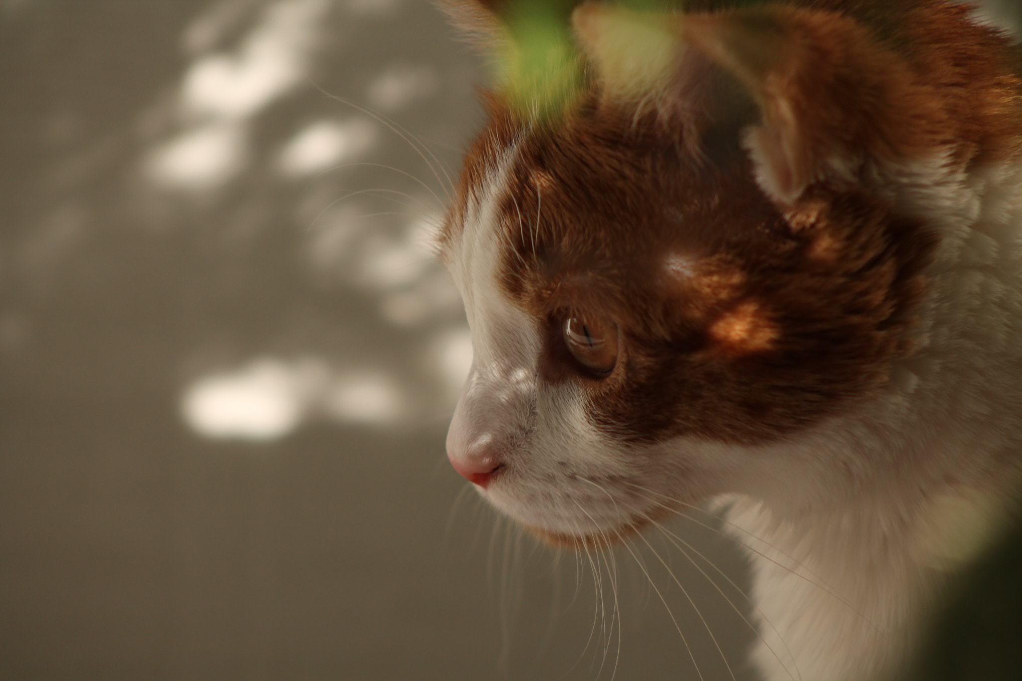 Canon EF 75-300mm f/4-5.6 sample photo