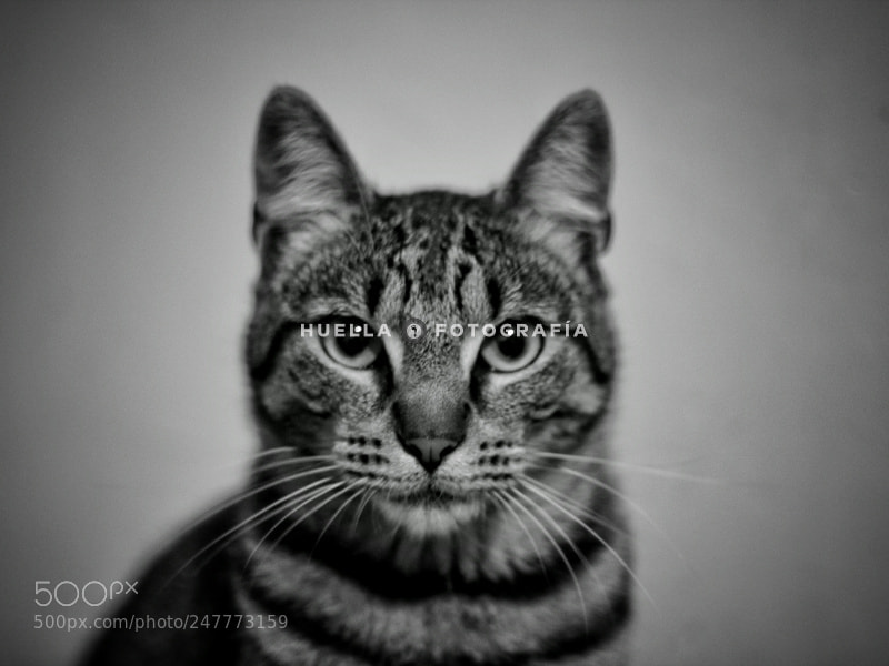 Canon EOS 600D (Rebel EOS T3i / EOS Kiss X5) sample photo. Panther, el gato. photography
