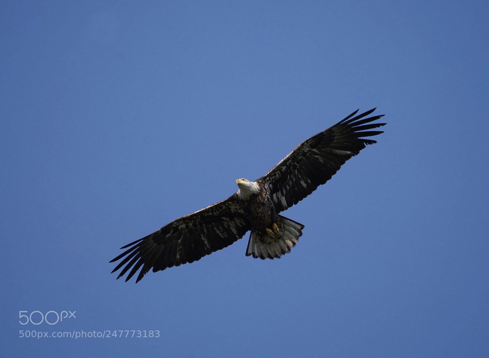 Sony a7R III sample photo. Juvenile bald eagle flying photography