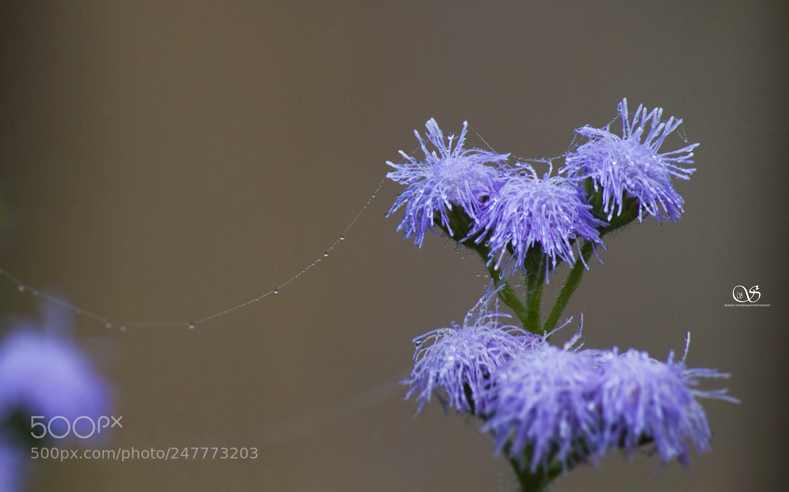 Canon EOS 7D sample photo. Purple flower photography