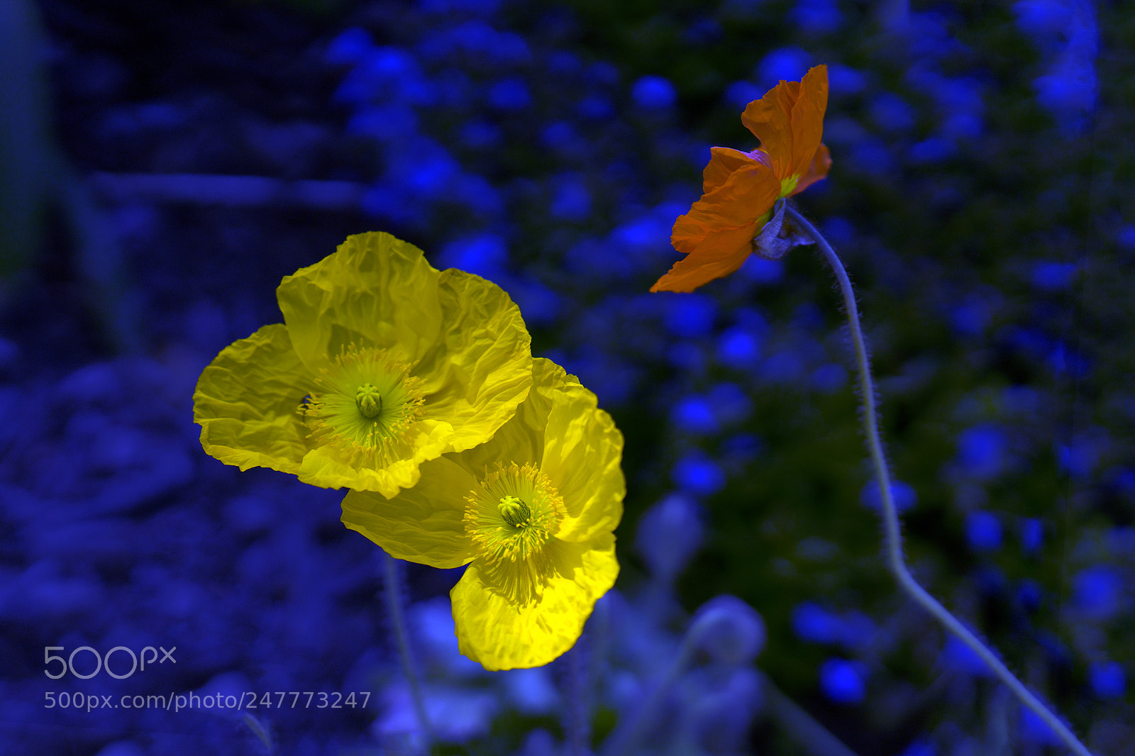 Sony a7R III sample photo. Corn poppy photography