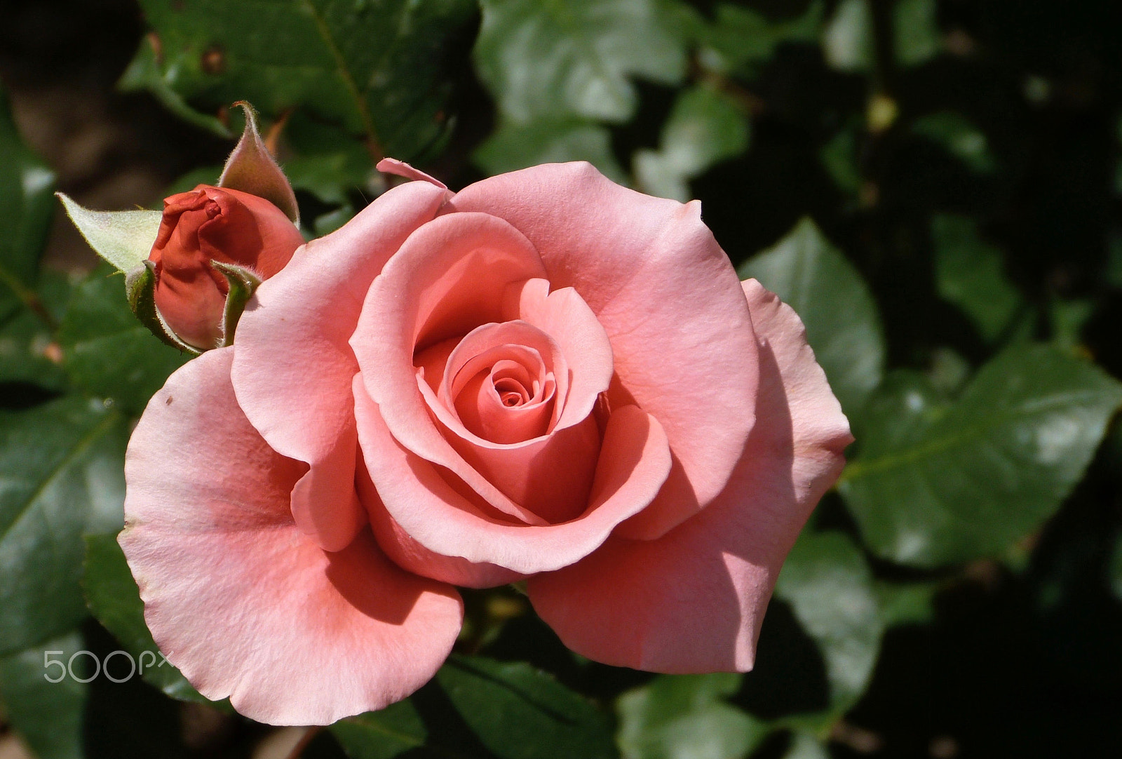 Panasonic Lumix DMC-FZ47 (Lumix DMC-FZ48) sample photo. A  rose and a half photography