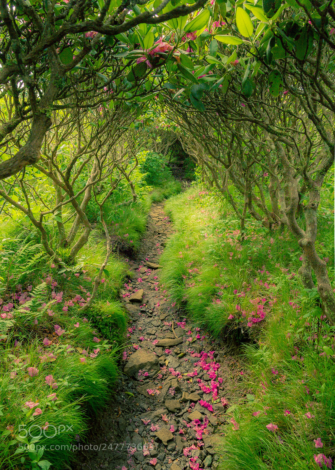 Canon EOS 60D sample photo. Green tunnel photography