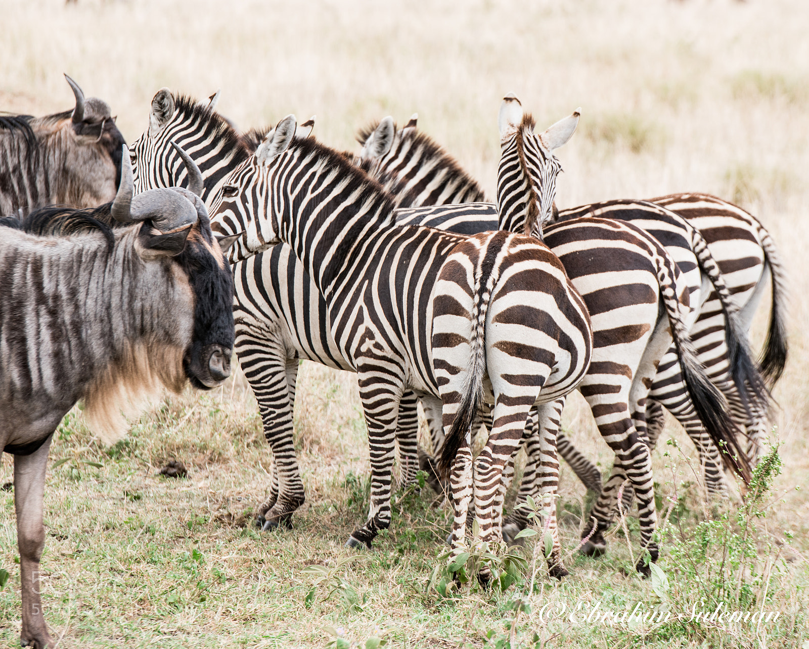 Nikon D850 sample photo. Confusing stripes photography