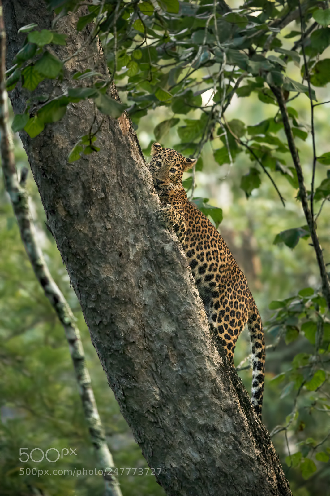 Nikon D5 sample photo. Leopardess photography