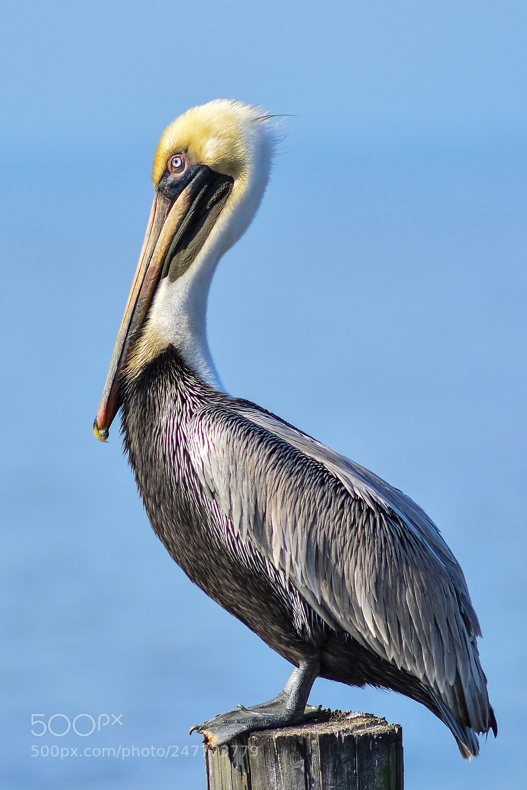 Nikon D7100 sample photo. Brown pelican portrait photography