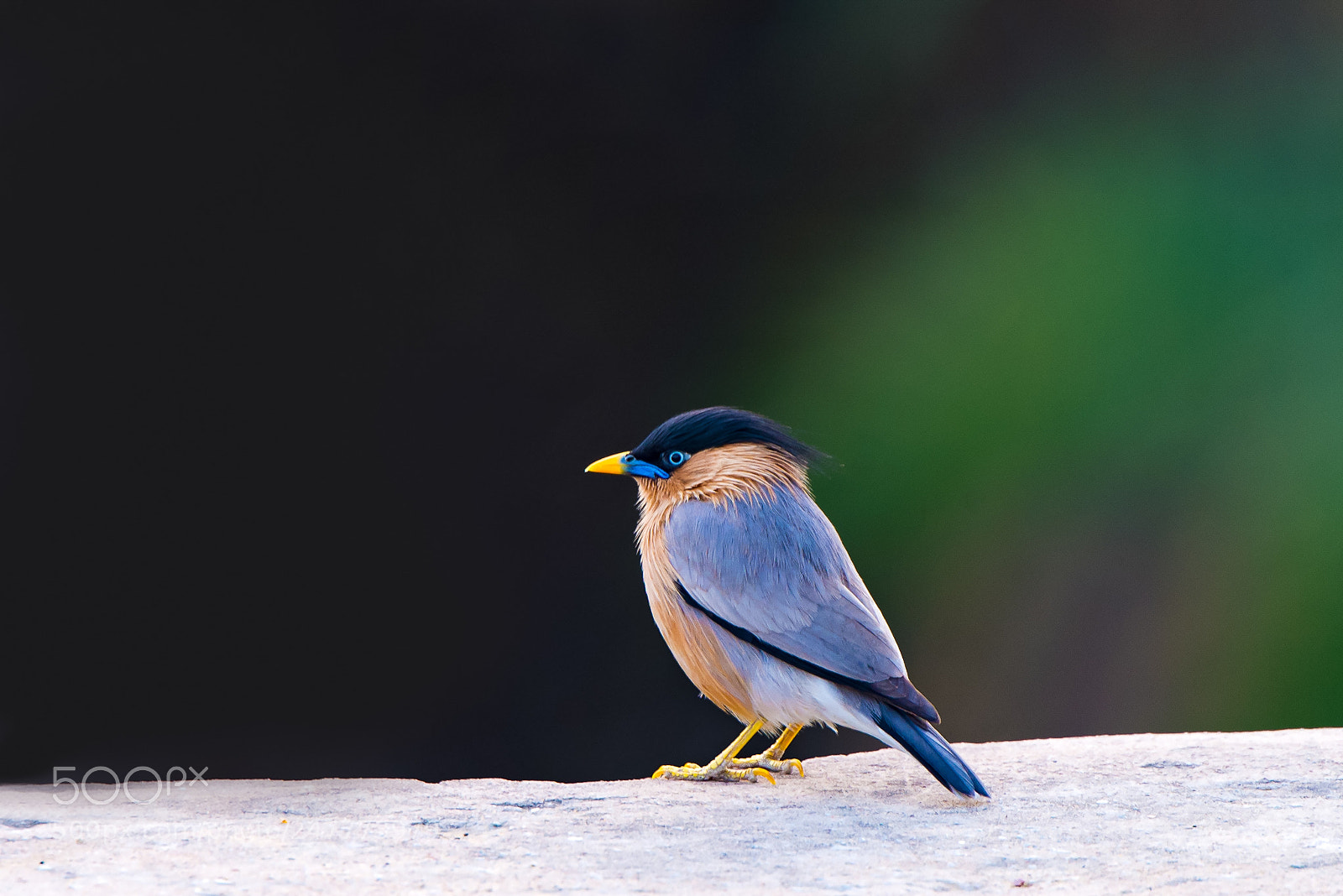 Nikon D610 sample photo. Brahminy photography