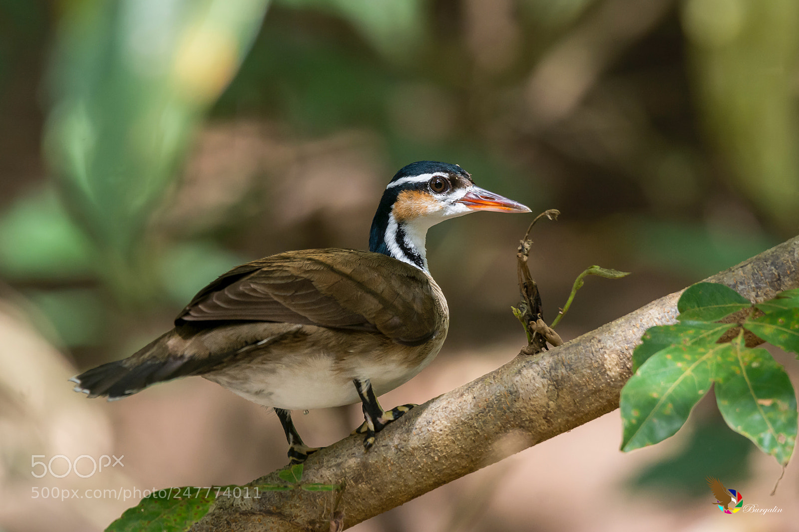 Nikon D7100 sample photo. Sungrebe photography