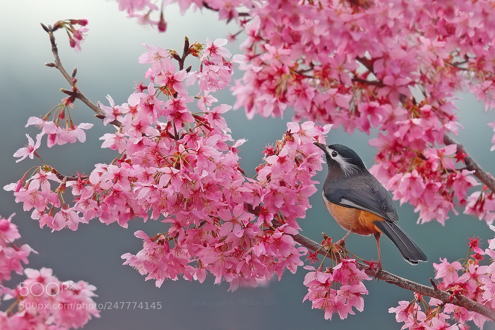 Canon EOS-1D X Mark II sample photo. Heterophasia auricularis photography