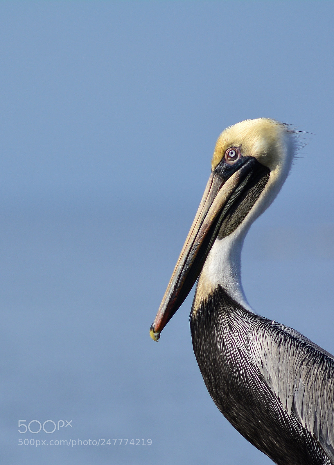 Nikon D7100 sample photo. Brown pelican portrait no.2 photography