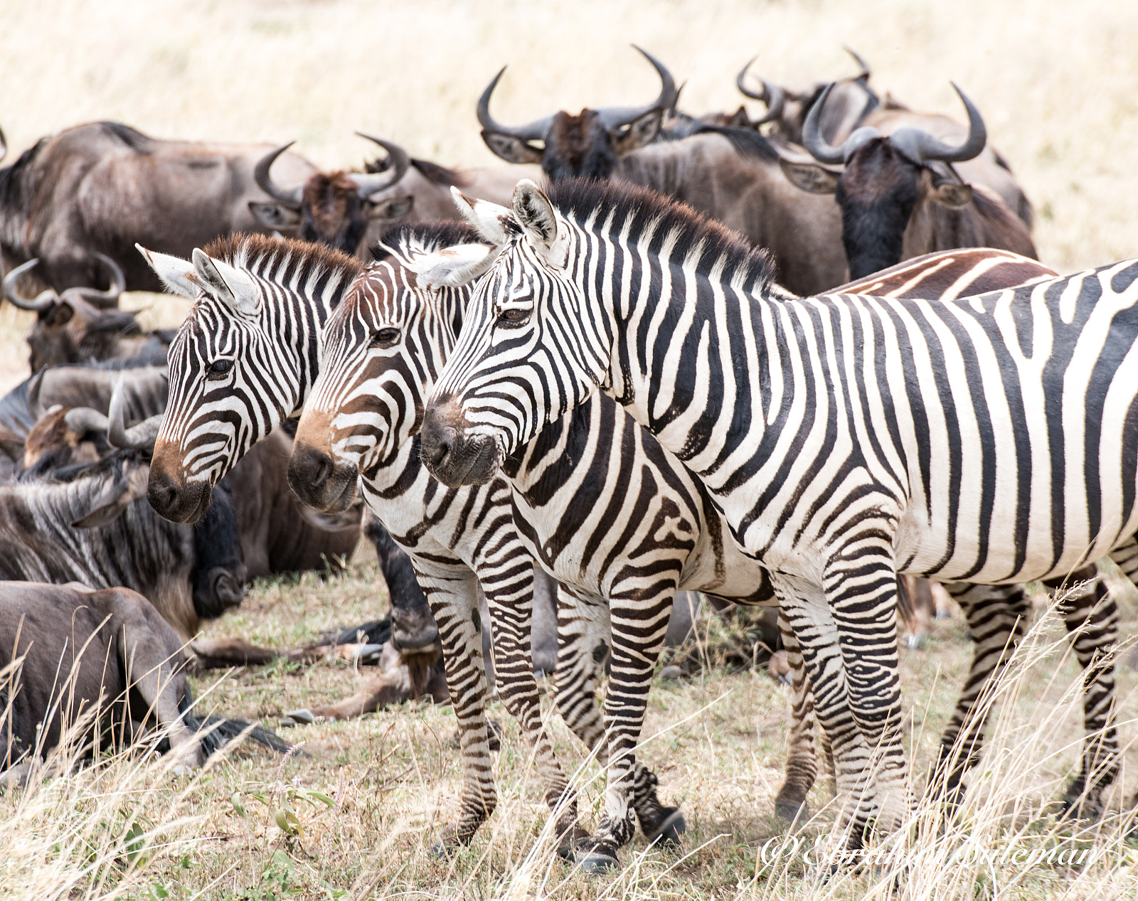 Nikon D850 sample photo. Triple sets of stripes photography