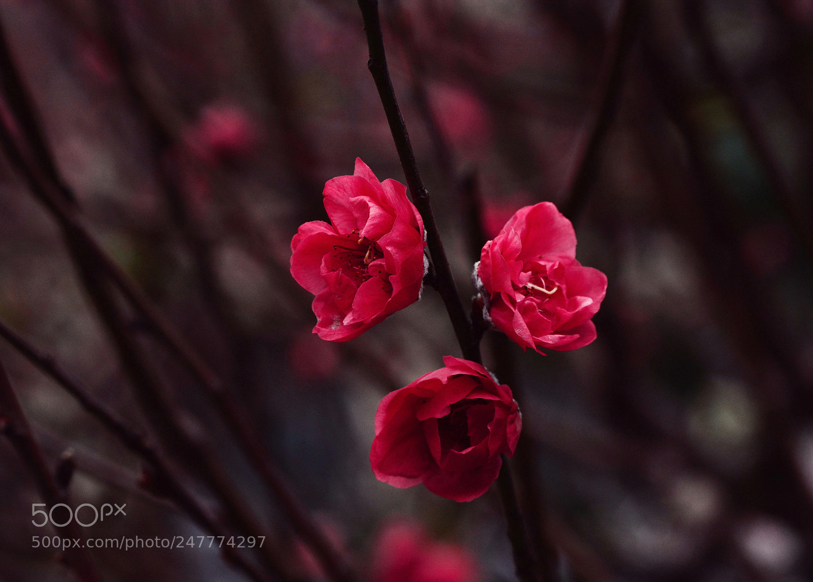 Nikon D7100 sample photo. Untitled photography